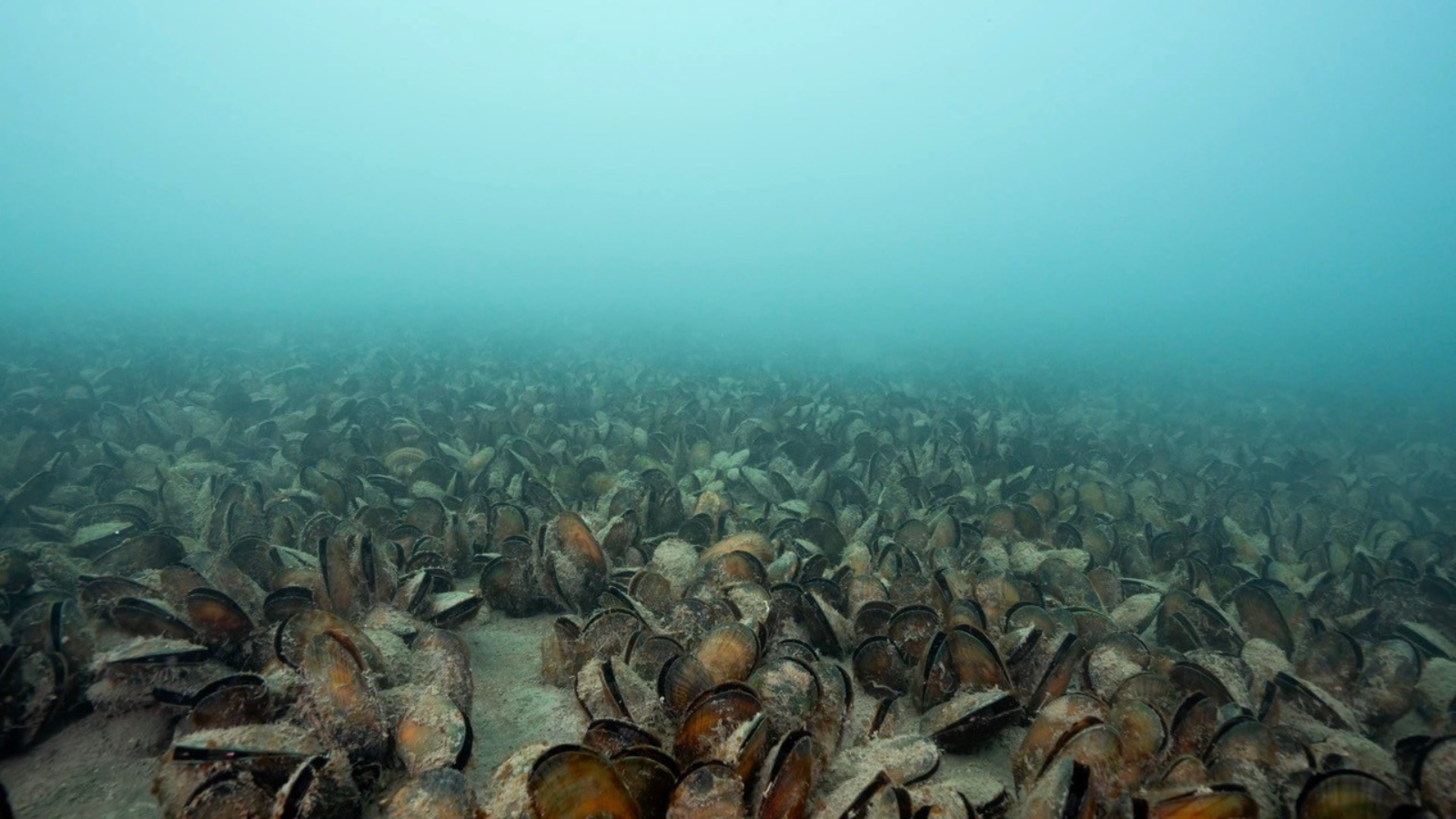 ohiwa harbour mussel bed april 2024