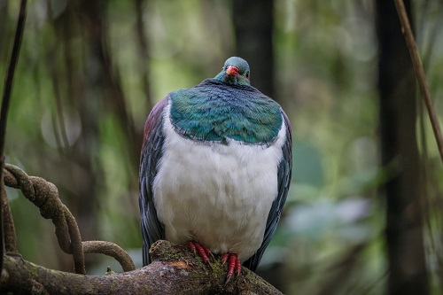 500 Kereru tony stoddard hcZEuADNlOM unsplash