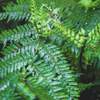 fern 1