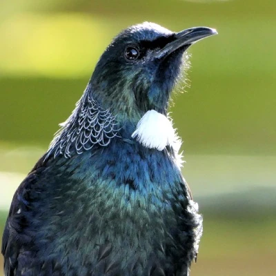 tui web 1